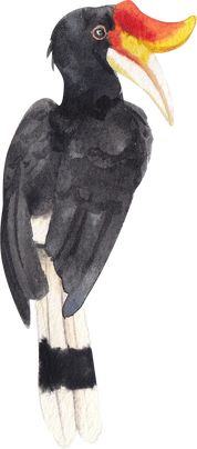 Watercolor Rhinoceros  Hornbill Bird 